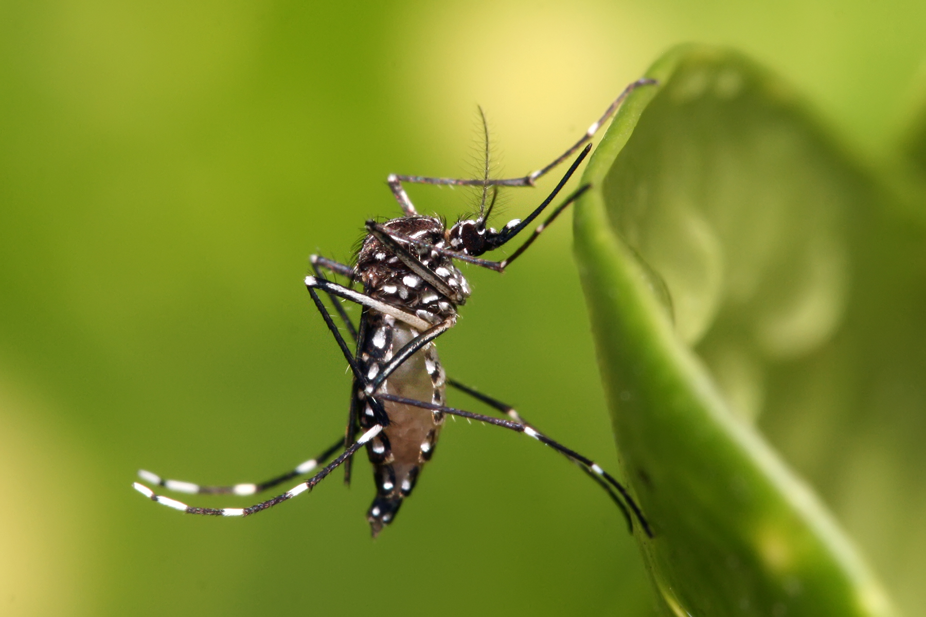 Muỗi Aedes ( Muỗi vằn ) 